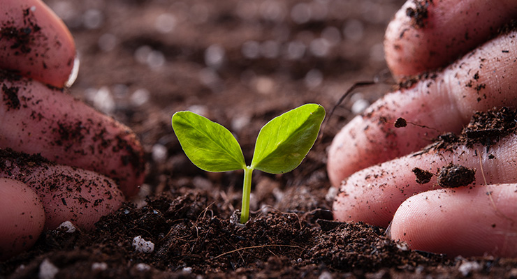 Tree Plantation